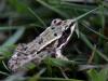 Grenouille Verte (Jeune)